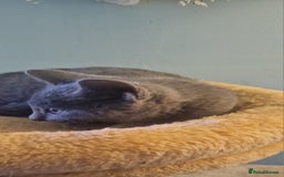 Russian Blue cats for sale: Beautiful Russian blue kittens  - Image 5