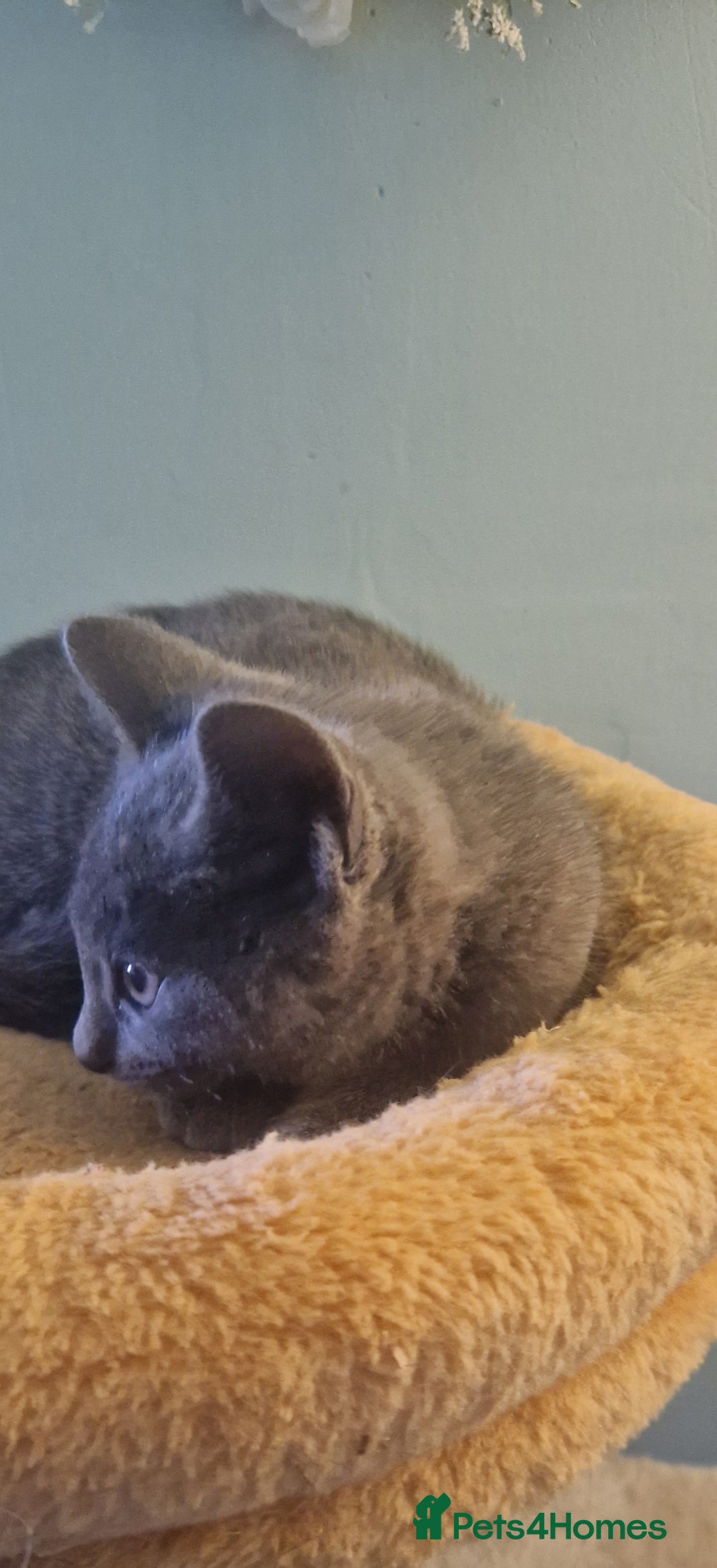 Russian Blue cats for sale: Beautiful Russian blue kittens  - Image 5