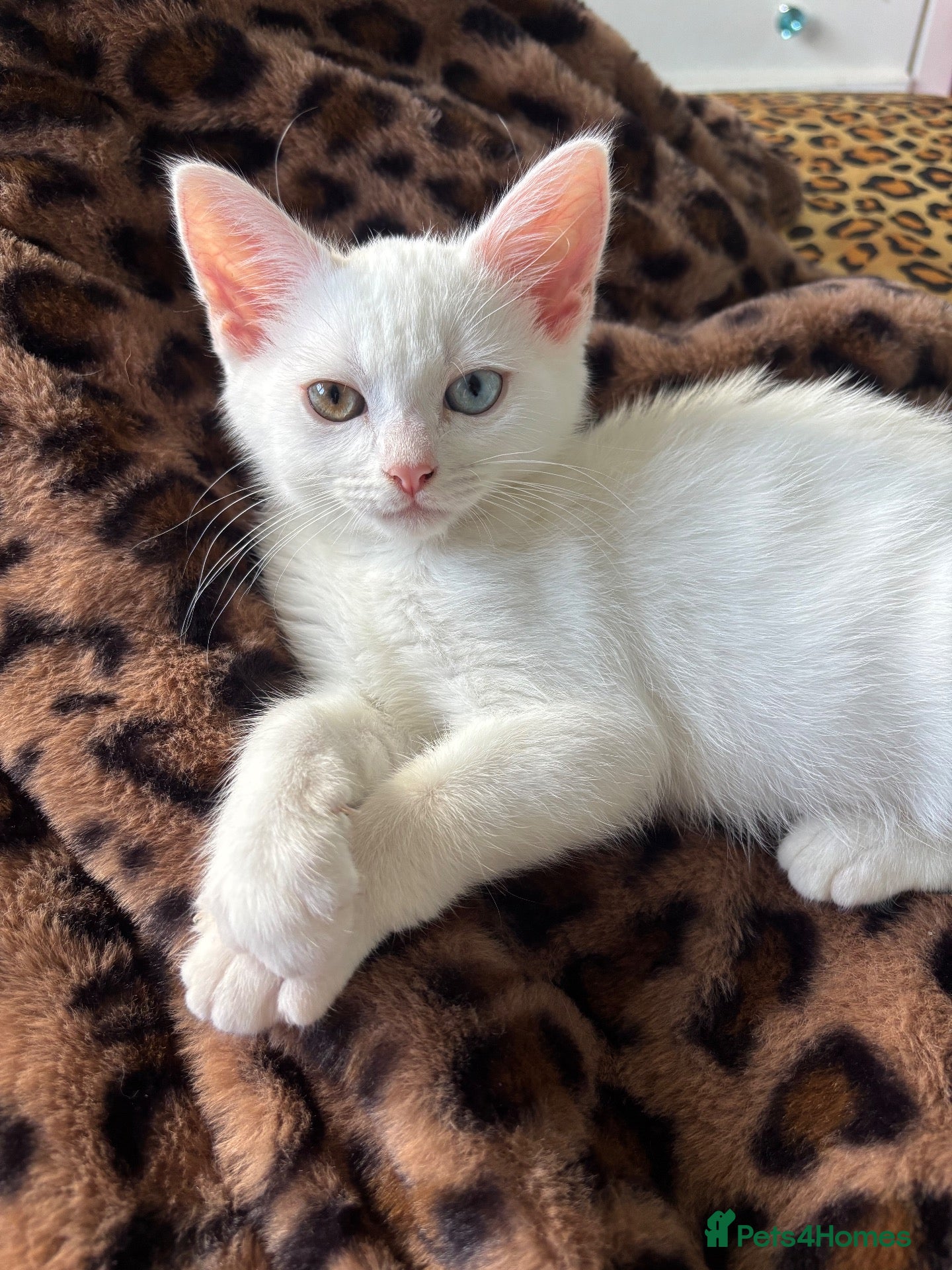Mixed Breed cats for sale: Kittens for sale - Advert 1