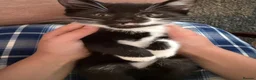 Mixed Breed cats for sale: Two Adorable Kittens Looking for Their  Home! - Advert 6
