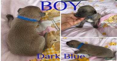 Whippet dogs - Advert 15