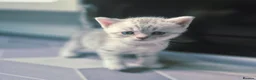 Scottish Fold cats for sale: Scottish Fold/ Straight kittens  in Ripon - Advert 19