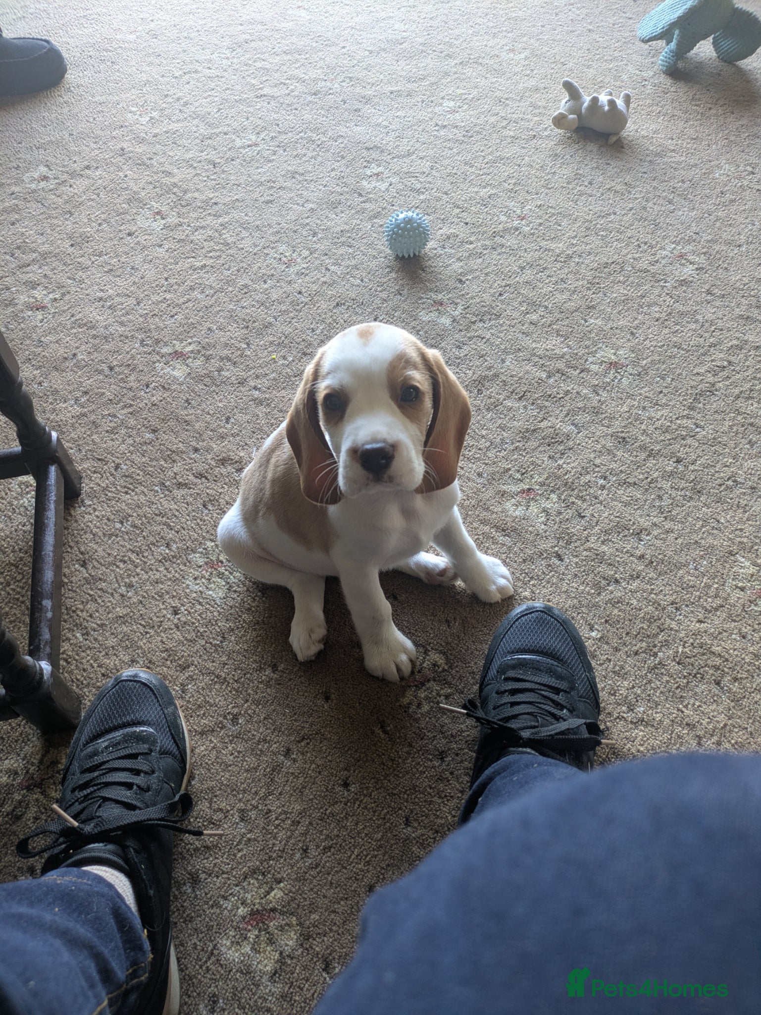 Beagle dogs Beagle puppies  - Advert 1