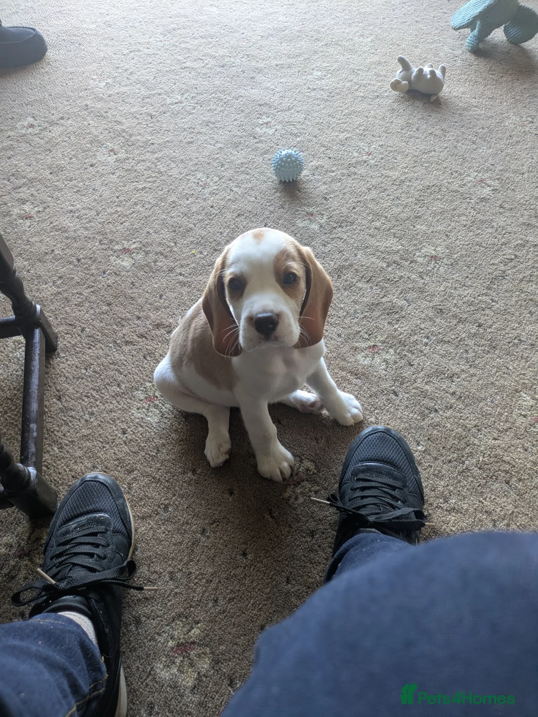 Beagle dogs for sale: Beagle puppies  - Advert 2