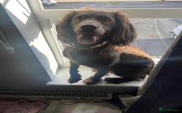 Cocker Spaniel dogs for sale: Working Cocker Spaniel Pups parents DNA tested - Image 16