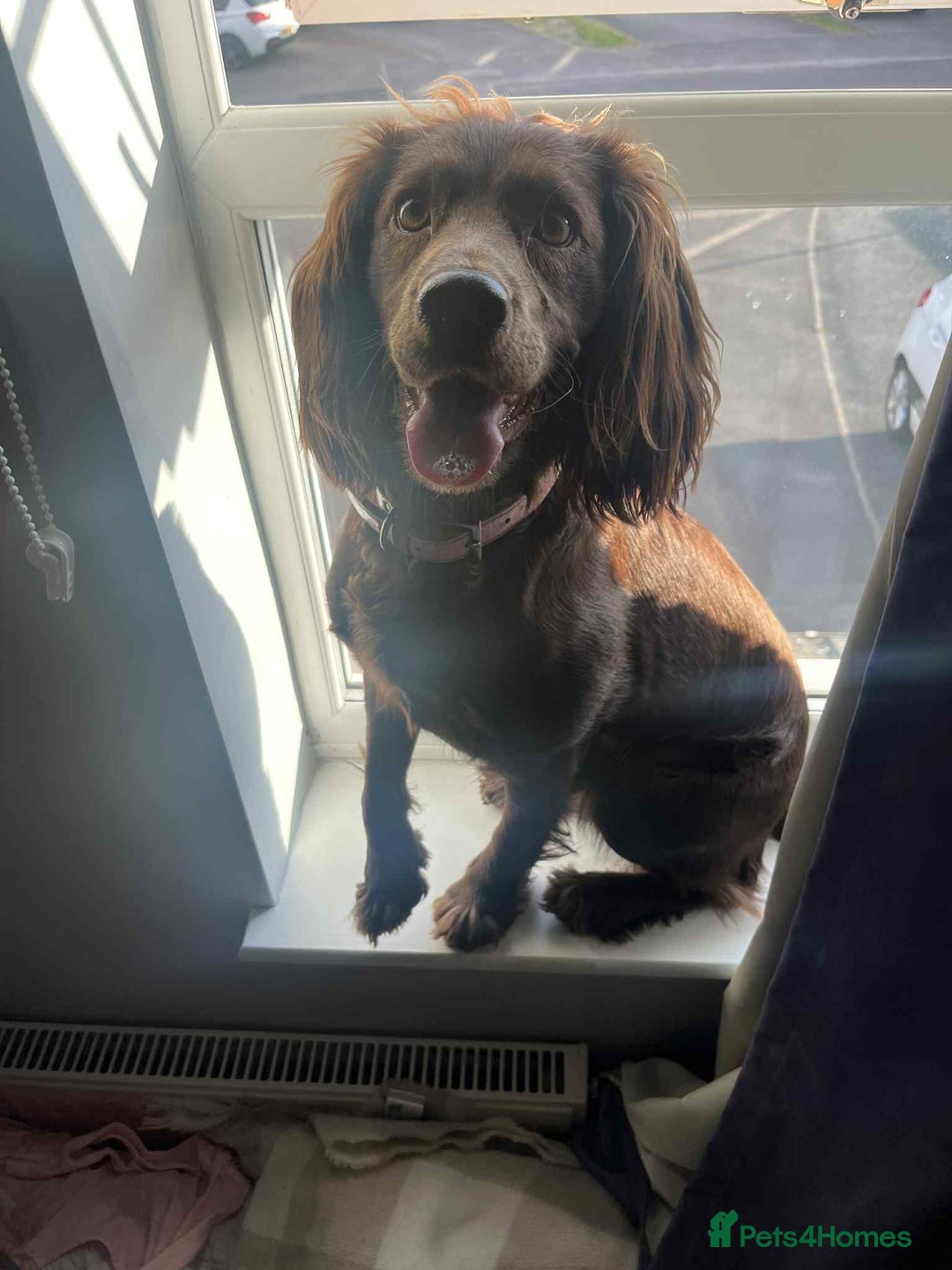 Cocker Spaniel dogs for sale: Working Cocker Spaniel Pups parents DNA tested - Image 16