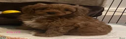 Cavapoo dogs for sale: 🐶🐾Stunning health clear cavapoo puppies🐾🐶 - Advert 13