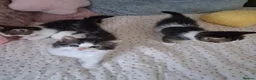 British Shorthair cats for sale: British Shorthair kittens - Advert 7