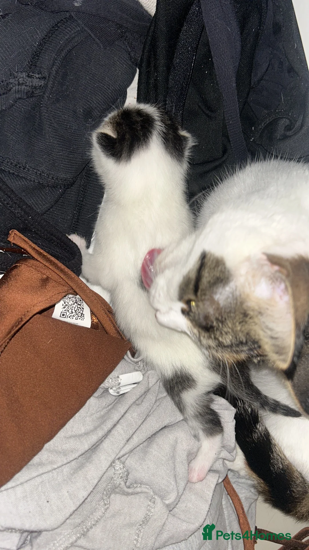 Mixed Breed cats for sale: One beautiful kitten - Advert 4