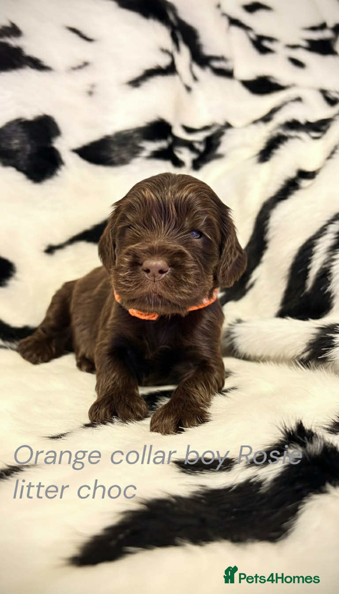 Cocker Spaniel dogs for sale: Beautiful show cocker puppies  - Advert 4