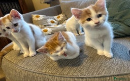 Turkish Van cats for sale: 5 beautiful kittens looking for families  - Image 5