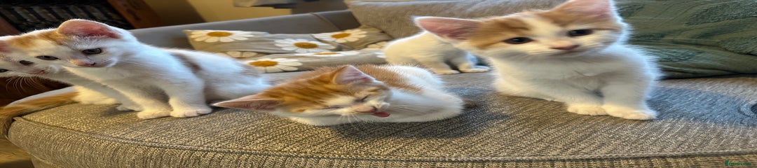 Turkish Van Kitten 4