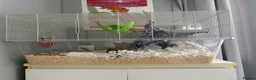 Gerbil rodents for sale: 2 gerbils for sale  - Advert 3
