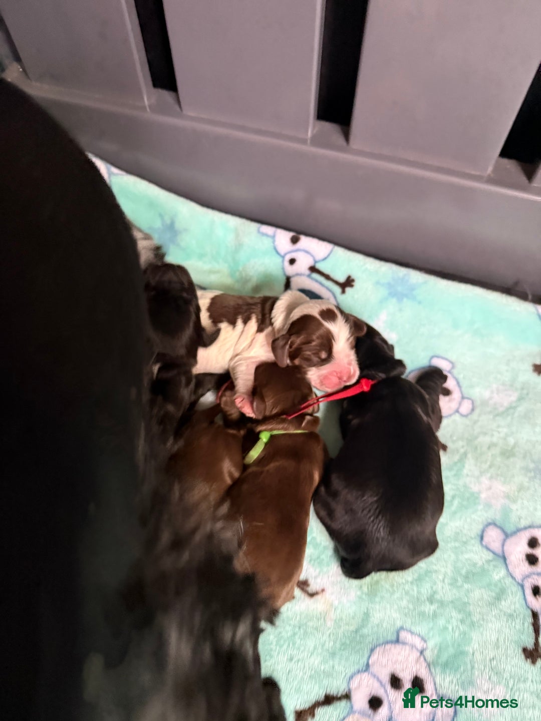 Cocker Spaniel dogs for sale: Show type cocker spaniel pups  - Advert 15