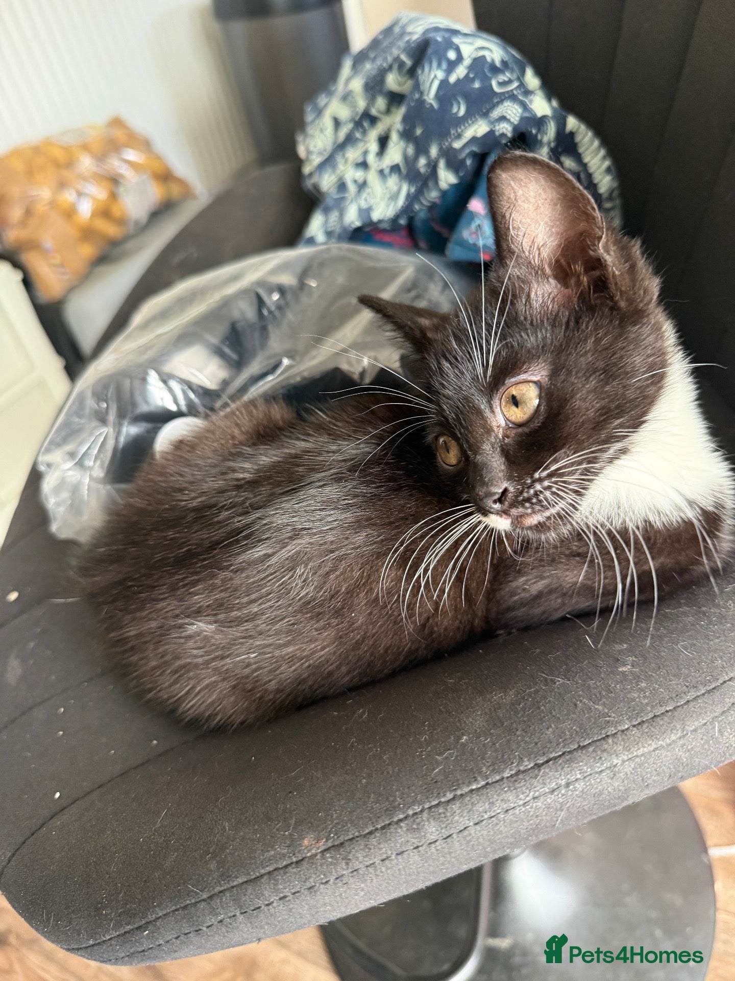 Domestic Shorthair cats X3 female kittens  - Advert 1