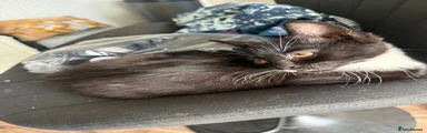 Domestic Shorthair 3