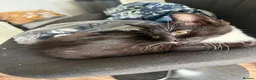 Domestic Shorthair cats for sale: X3 female kittens  - Advert 1