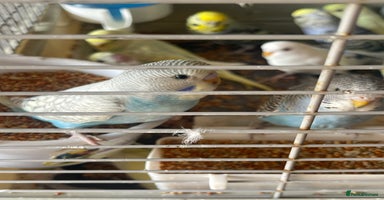 Budgerigars birds in Birmingham - Advert 12