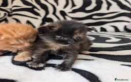 Mixed Breed cats for sale: Kittens - Image 8