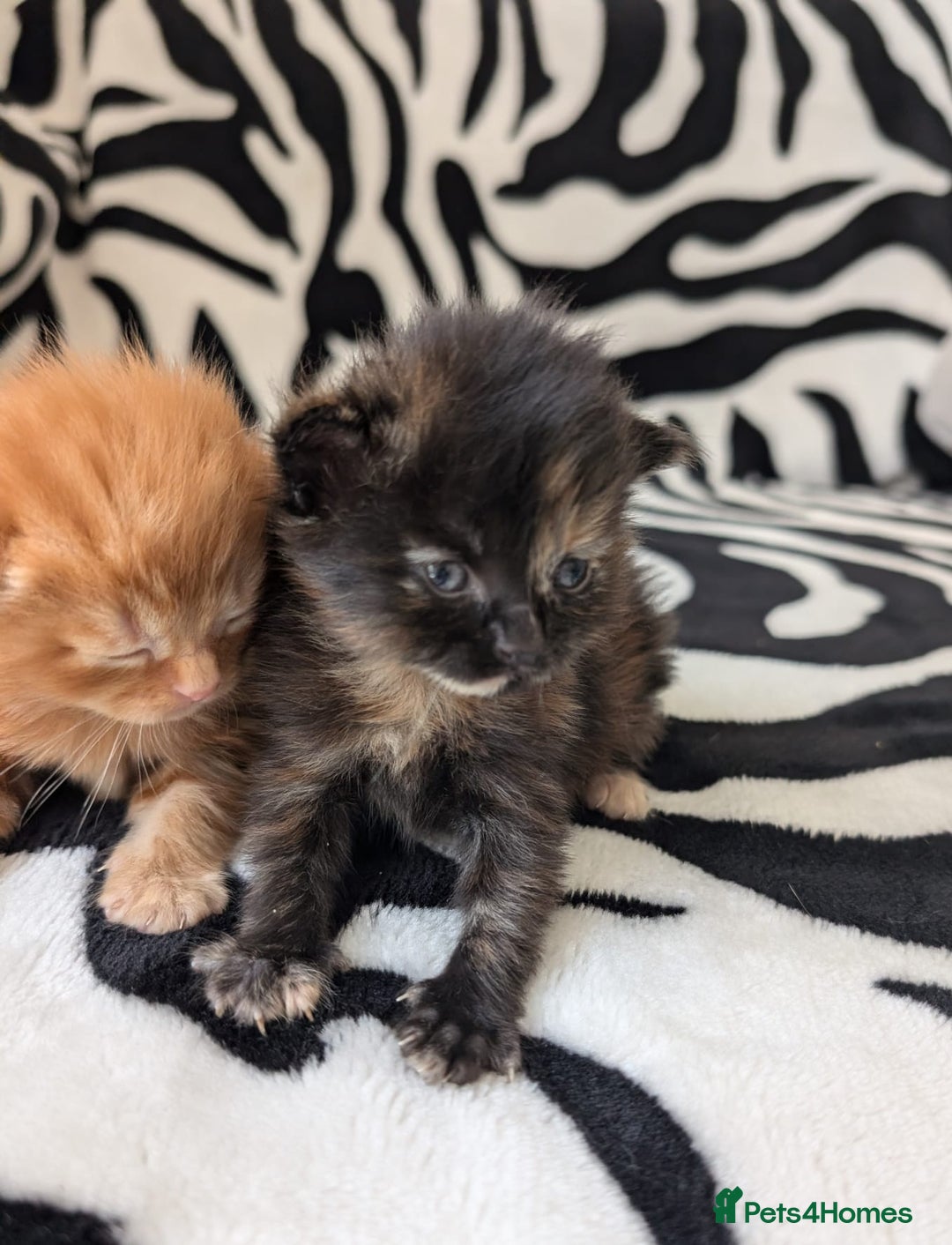 Mixed Breed cats for sale: Kittens - Image 8