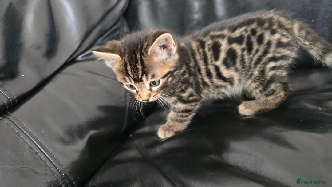 Bengal cats for sale:  Bengal with long haired blk & white kittens - Image 29