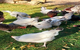 Chickens poultry for sale: 17 Pure Breed Hens  - Image 3