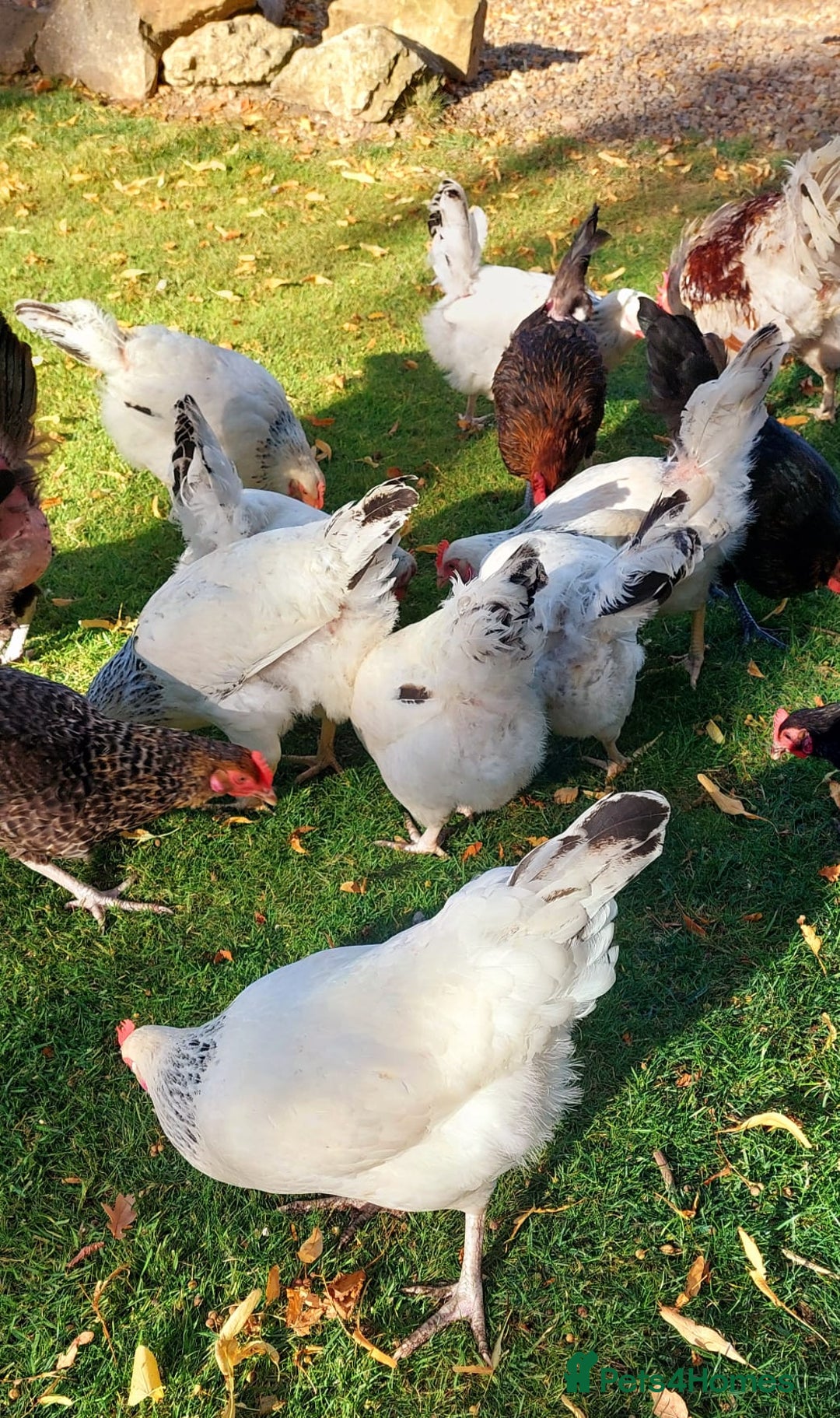 Chickens poultry for sale: 17 Pure Breed Hens  - Image 3