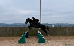 Connemara horses for sale: Smokey Todd - Safe, scopey and sensible - Image 5