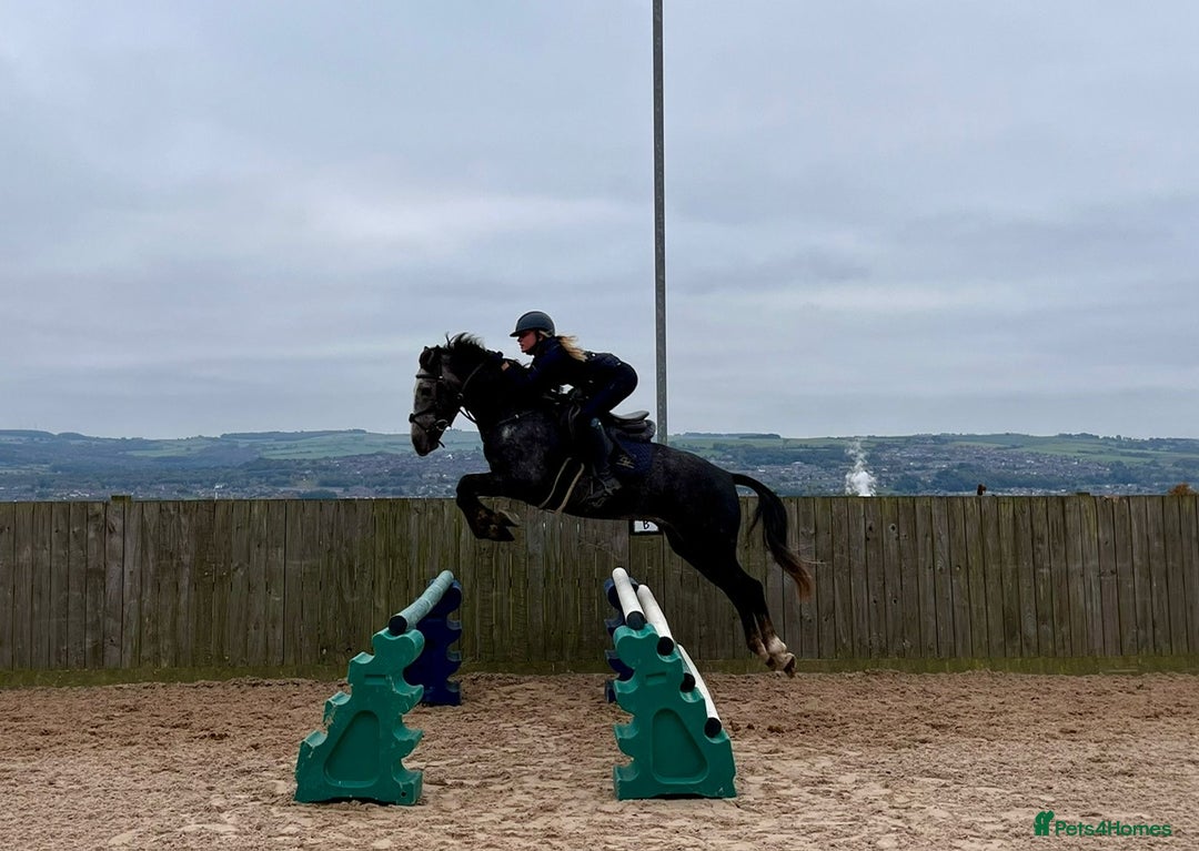 Connemara horses for sale: Smokey Todd - Safe, scopey and sensible - Image 5