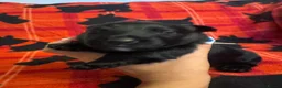 Scottish Terrier dogs for sale: Stunning Pedigree Scottish Terrier Puppies  - Advert 25