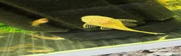 Plecos fish for sale: Albino bristlenose plecos  - Advert 1