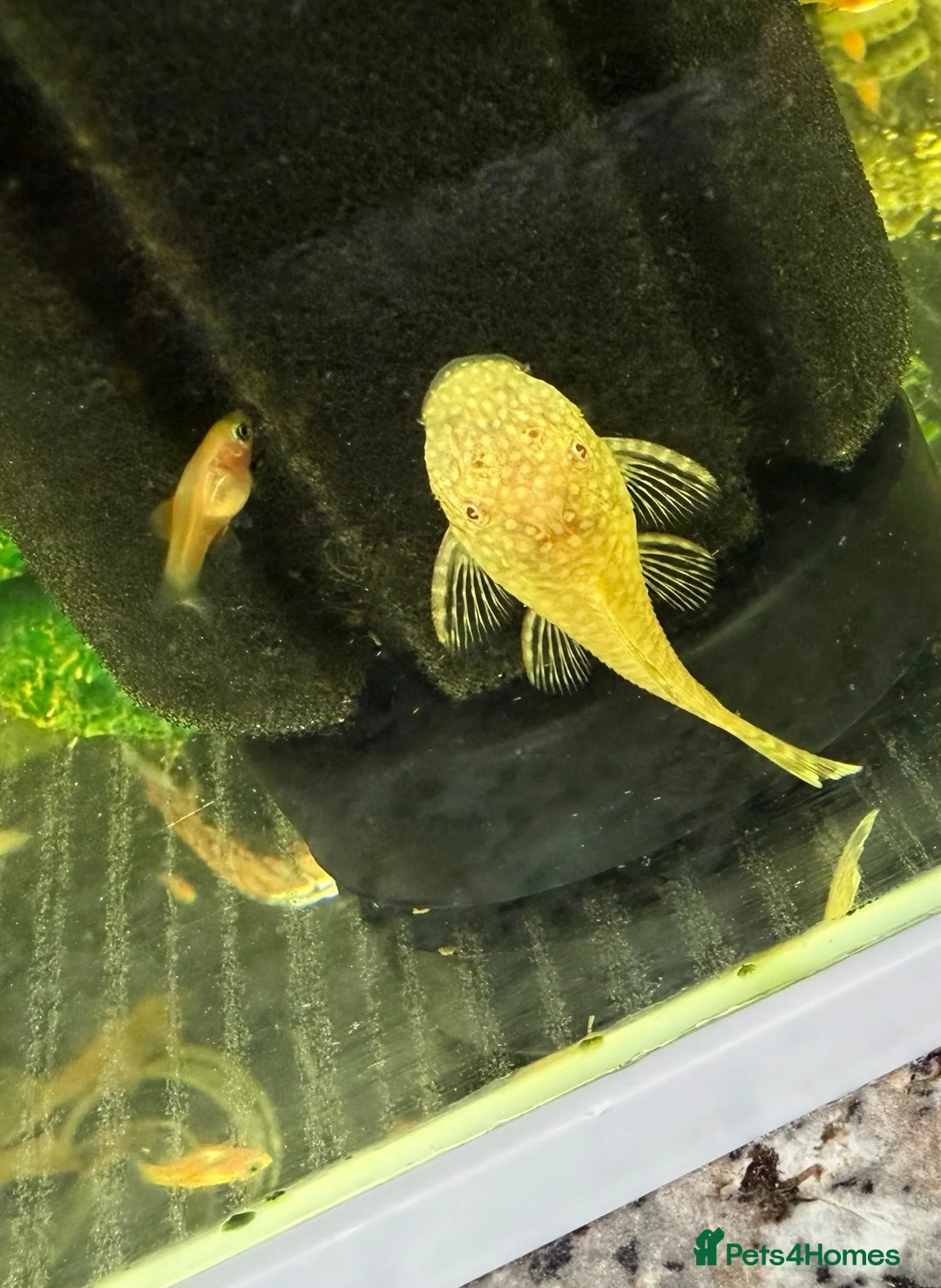 Plecos fish for sale: Albino bristlenose plecos  - Advert 1