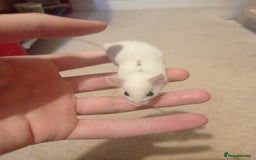 Mouse rodents for sale: Baby African Soft Fur mice - Image 2