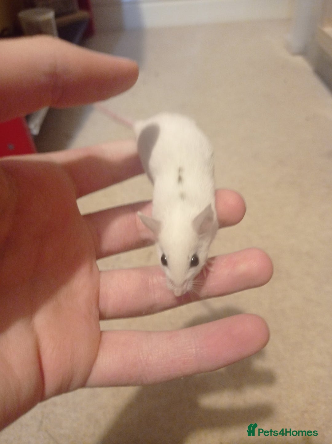 Mouse rodents for sale: Baby African Soft Fur mice - Image 2