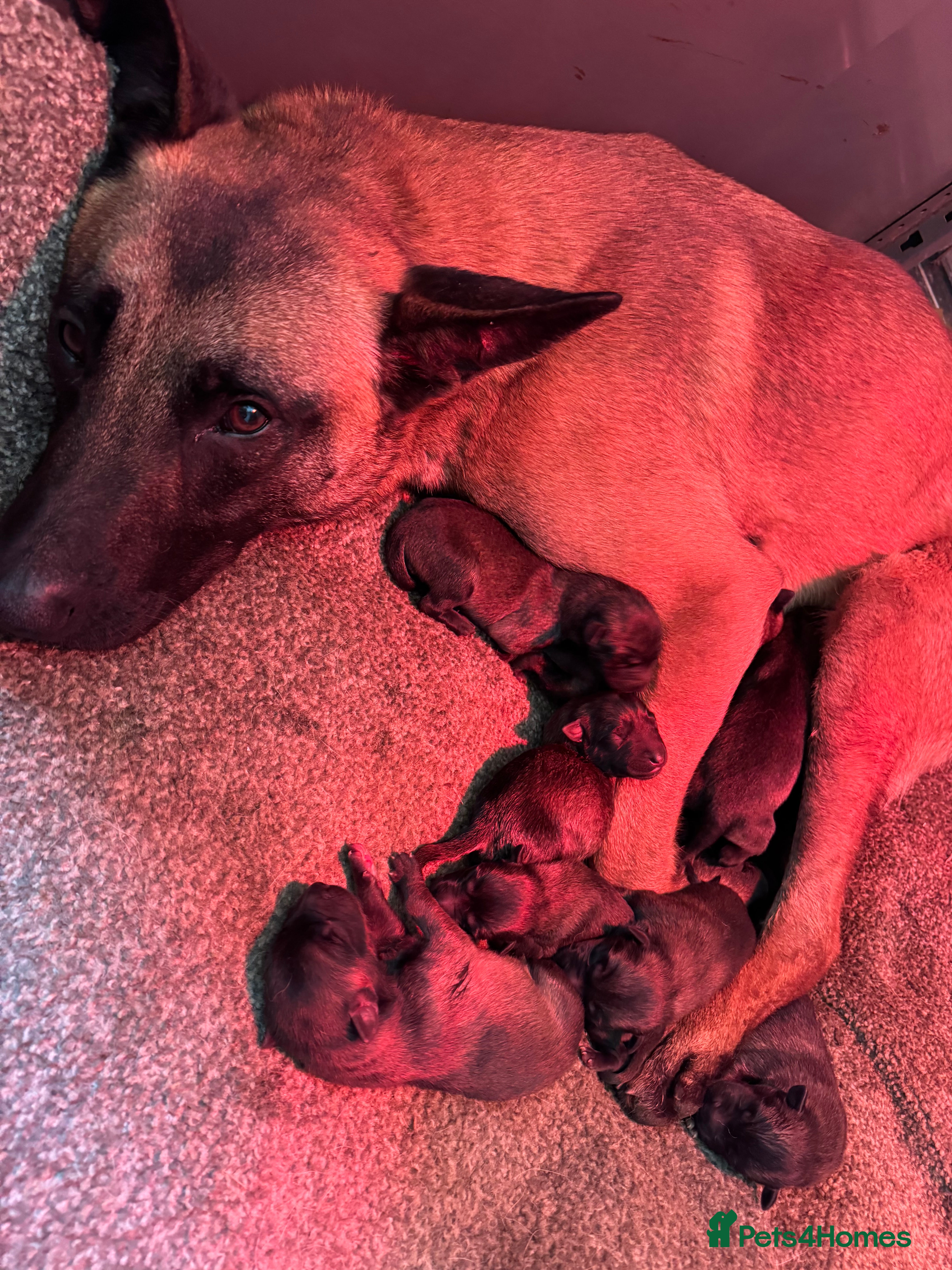 Belgian Shepherd Dog dogs Gorgeous Belgian Malinois Puppies - Advert 2