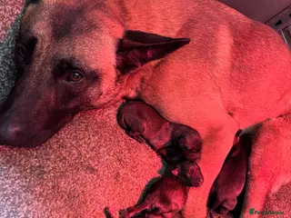 Belgian Shepherd Dog dogs Gorgeous Belgian Malinois Puppies - Advert 7