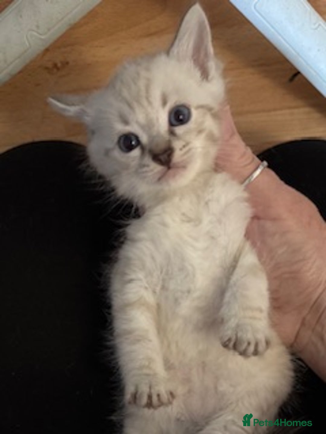 Bengal cats for sale: Beautiful Bengal Kittens - only GIRL available  - Advert 4