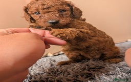 Miniature Poodle dogs for sale: Red miniature poodle puppies!! in Stafford - Image 15