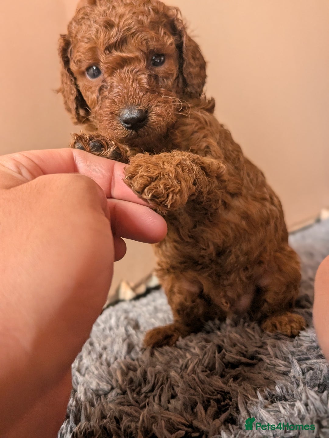 Miniature Poodle dogs for sale: Red miniature poodle puppies!! in Stafford - Image 15