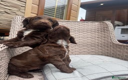 Cocker Spaniel dogs for sale: Beautiful cocker spaniel puppies  - Image 3