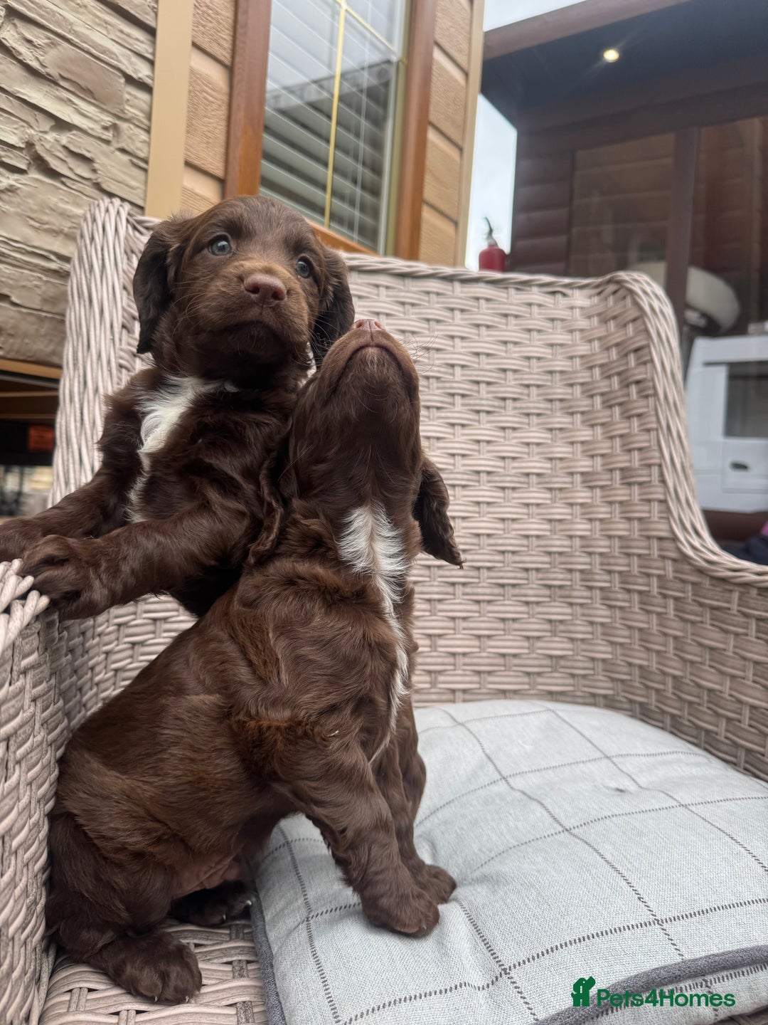 Cocker Spaniel dogs for sale: Beautiful cocker spaniel puppies  - Image 3