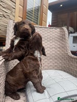 Cocker Spaniel dogs - Advert 1