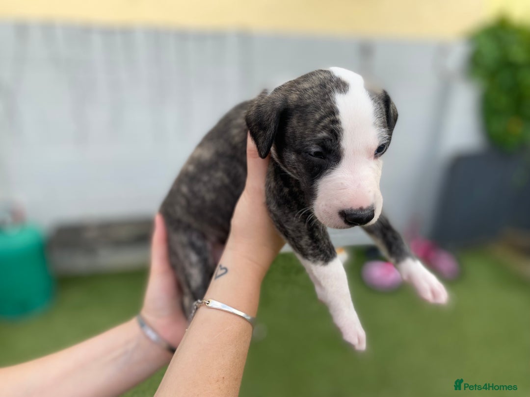 Lurcher dogs for sale: Whippet/greyhound/bull X greyhound/whippet/collieX - Image 16