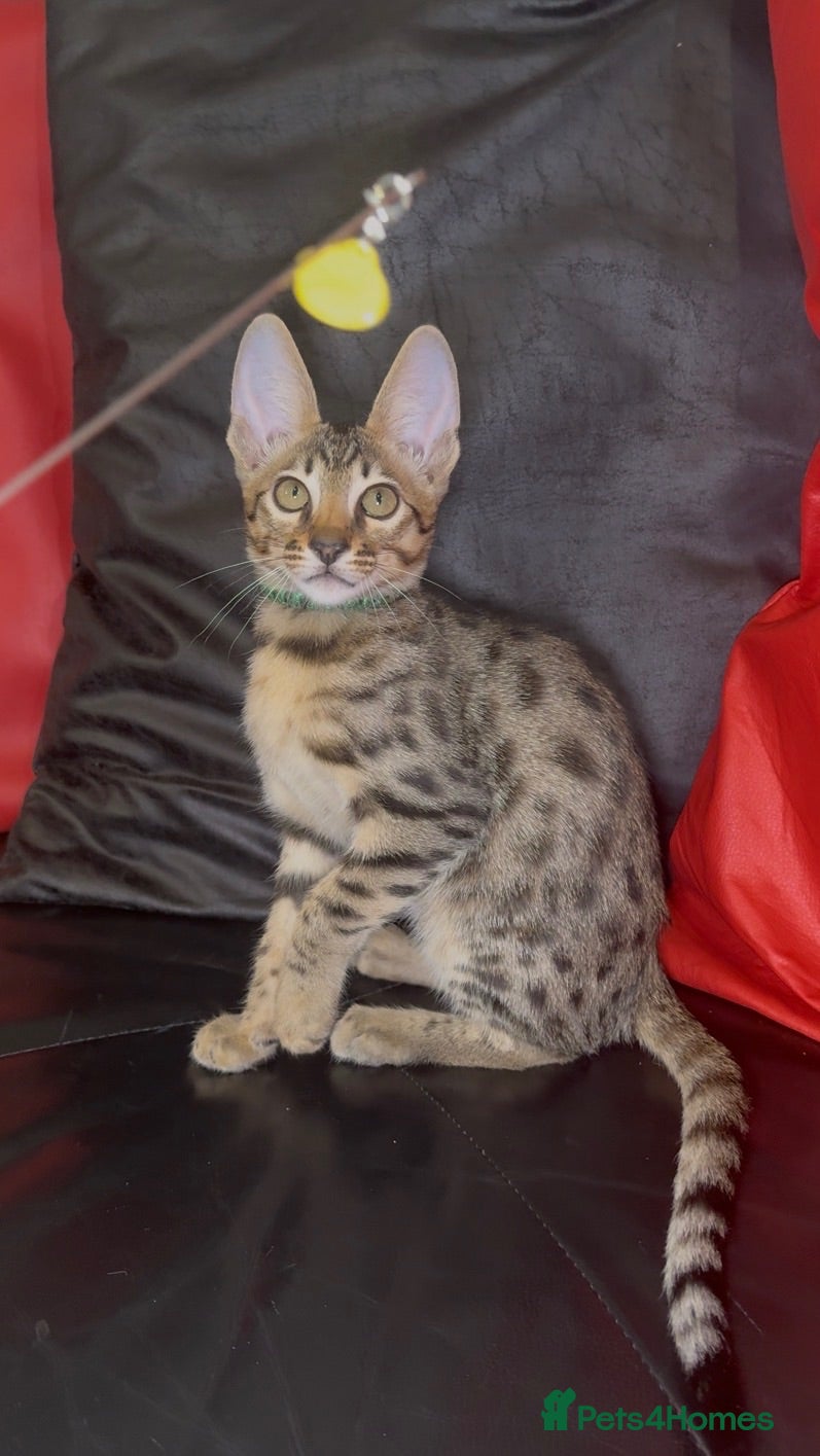 Savannah cats Pure Pedigree! Top Quality Tica Registr. Savannahs - Advert 1