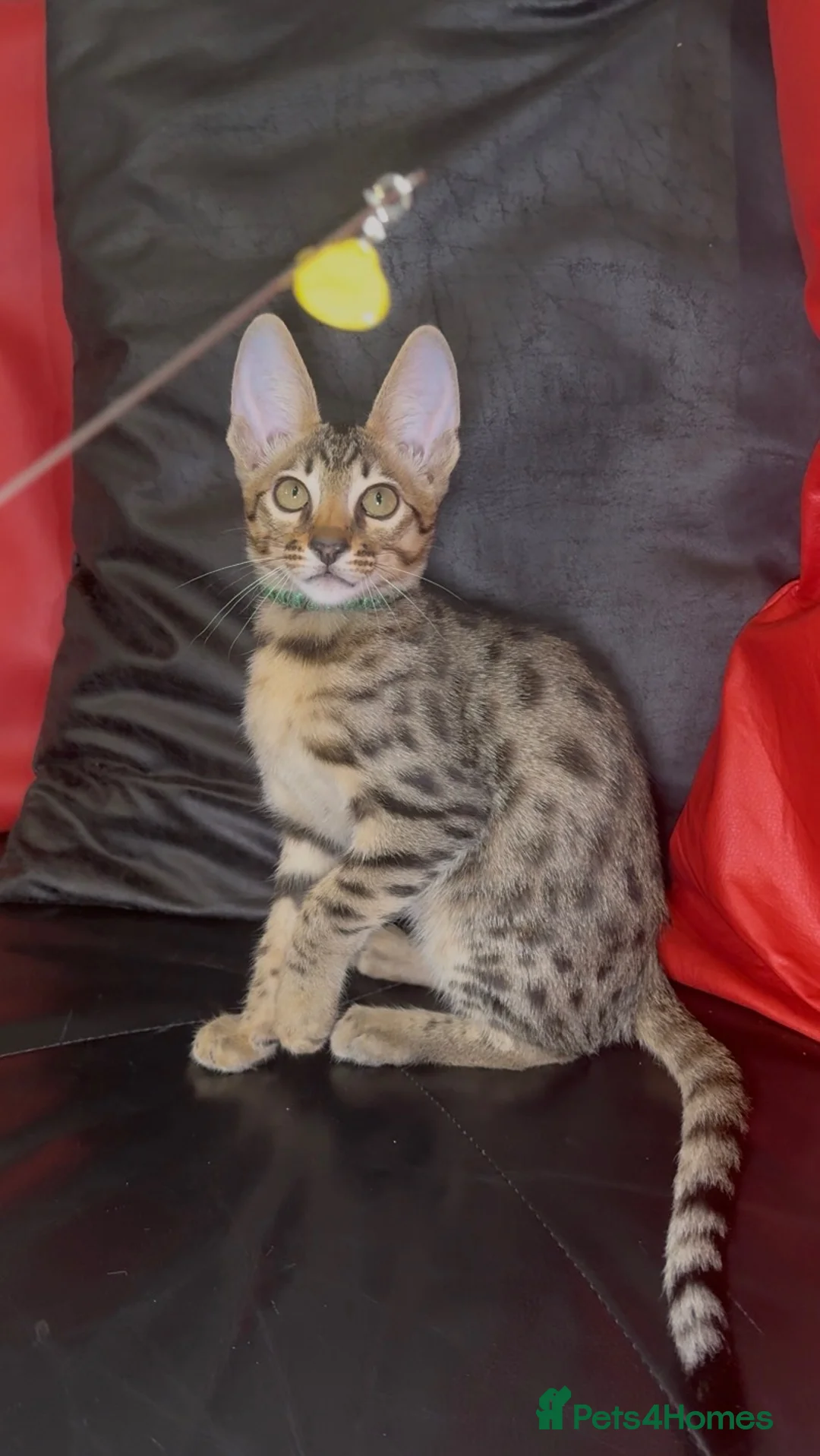 Savannah cats for sale: Pure Pedigree! Top Quality Tica Registr. Savannahs - Advert 2