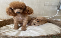 Toy Poodle dogs for sale: 5*Ukrainian toy poodle 1 girl available  - Image 8