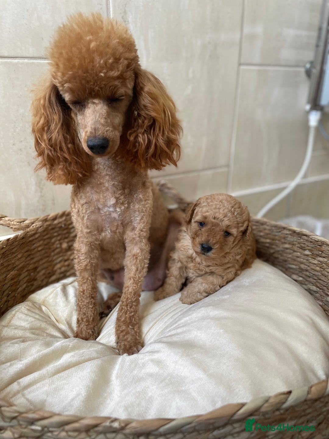 Toy Poodle dogs for sale: 5*Ukrainian toy poodle 1 girl available  - Image 8