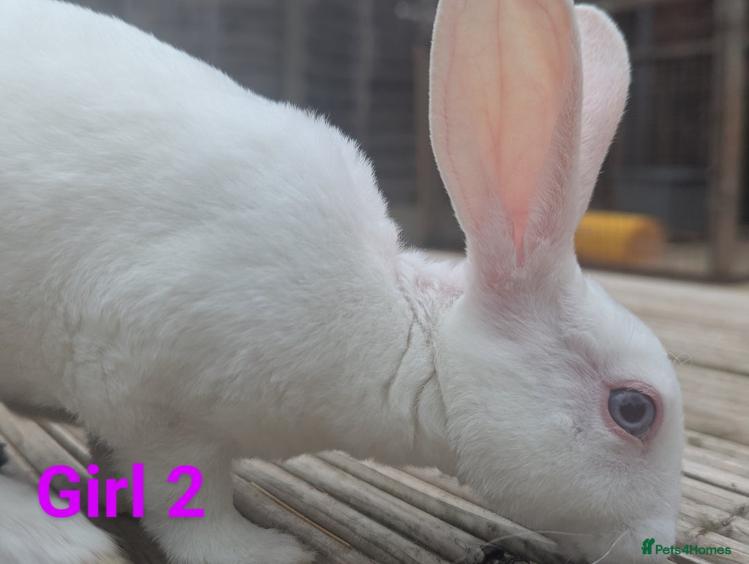Rex rabbits for sale: Mini rex rabbit for sale - Image 18