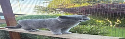 British Shorthair cats for sale: British Shorthair Lilac  - Advert 2