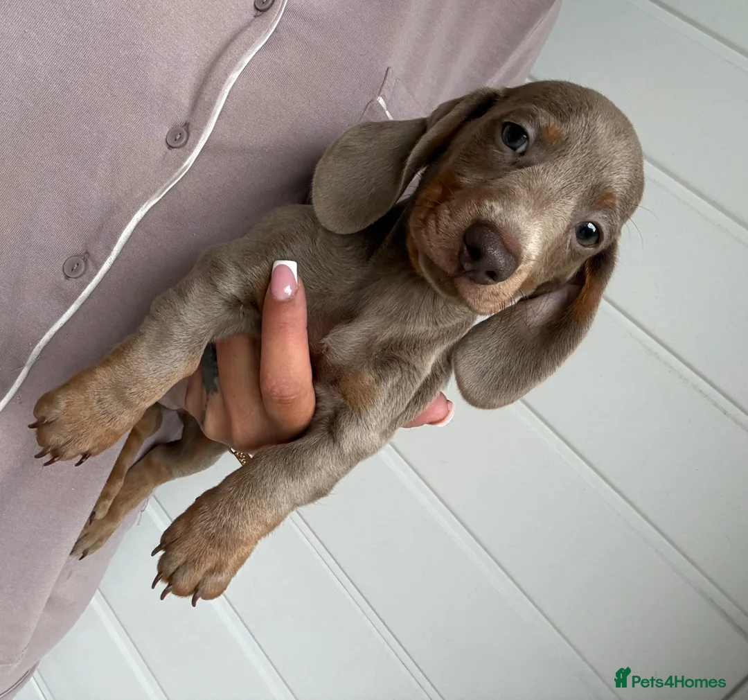 Miniature Dachshund dogs for sale: Miniature Dachshund puppies  - Advert 2